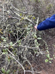 Frangula californica