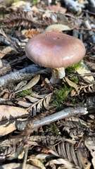 Gomphidius subroseus