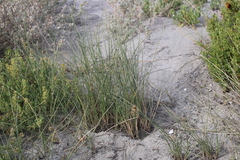 Cladoraphis cyperoides