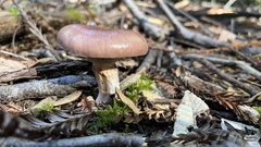 Gomphidius subroseus