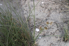 Cladoraphis cyperoides