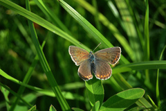 Aricia artaxerxes