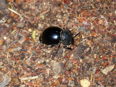 Ocnodes