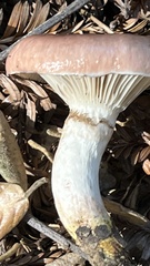 Gomphidius subroseus