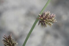 Cladoraphis cyperoides