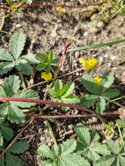Potentilla reptans