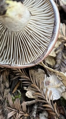 Gomphidius subroseus