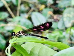 Heliocypha fenestrata