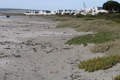 Tetragonia decumbens
