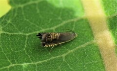 Grapholita angleseana