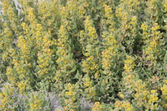 Tetragonia decumbens