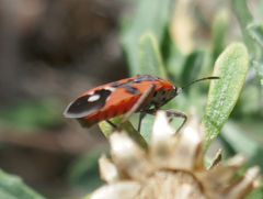 Lygaeus equestris
