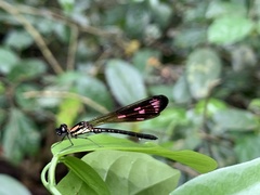 Heliocypha fenestrata