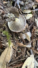 Gomphidius subroseus