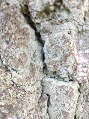 Fungi