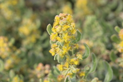 Tetragonia decumbens