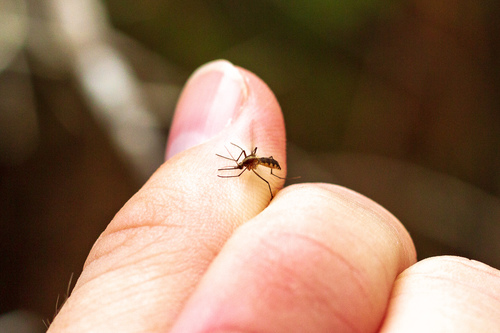 Aedes atlanticus photo 6