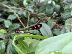 Heliocypha fenestrata