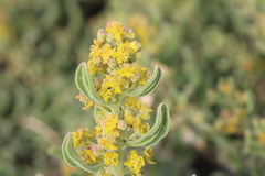 Tetragonia decumbens