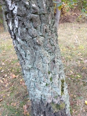 Fungi