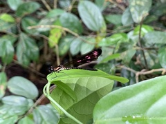 Heliocypha fenestrata