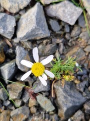 Tripleurospermum maritimum