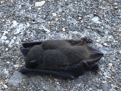 Myotis