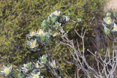 Xiphotheca fruticosa