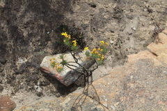 Euryops rehmannii