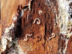 Blaniulidae
