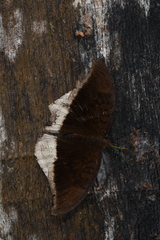 Tanaecia lepidea
