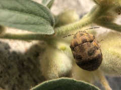 Orsilochides stictica