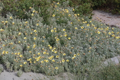 Arctotis stoechadifolia