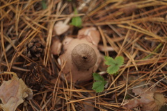 Geastrum rufescens
