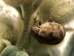 Orsilochides stictica