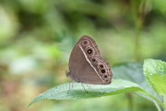 Mycalesis mineus