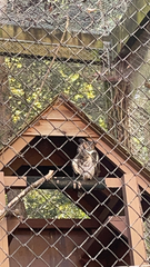Bubo