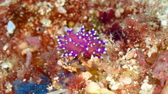 Coryphellina arveloi