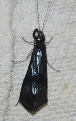 Mystacides azureus