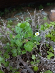 Felicia cymbalariae