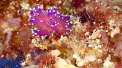 Coryphellina arveloi