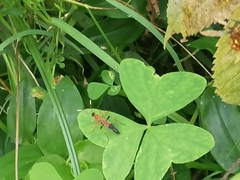 Ctenochares bicolorus