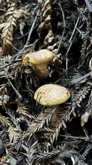 Suillus caerulescens