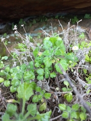 Felicia cymbalariae