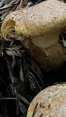 Suillus caerulescens