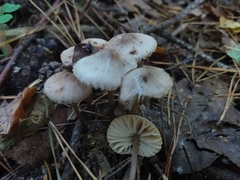 Mycena galericulata