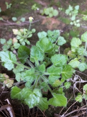 Felicia cymbalariae