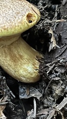 Suillus caerulescens