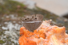 Mycalesis mineus