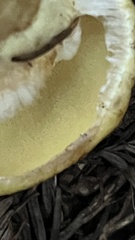 Suillus caerulescens